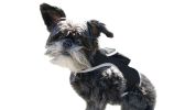 Waterproof GPRS GSM GPS Tracker for Dog with Realtime Pet Tracking App Size:XS